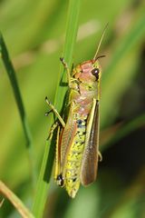 Stethophyma grossum